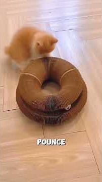 Magic Organ Cat Scratching Board