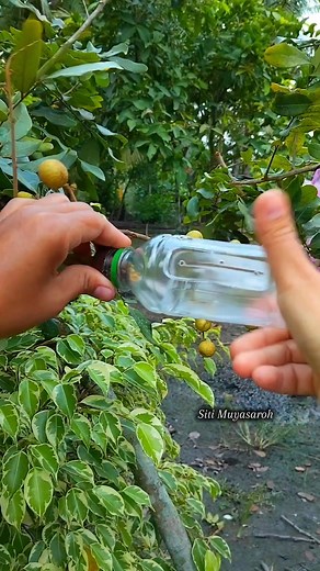 Multiply plants using recycled bottles ♻️ #airlayering #plantpropagation #plant #reels #gardening #greenthumb #Spain #Germany #NewYork #USA | Siti Muyasaroh