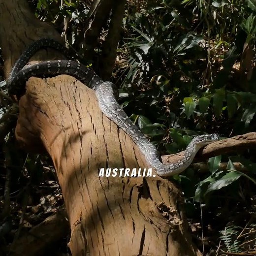 Top 5 Most Venomous Snakes in the World | Deadliest Serpents on Earth