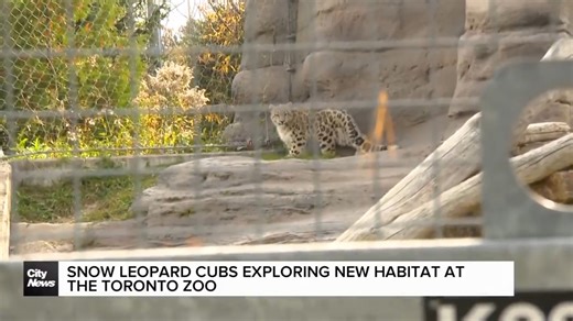 FIRST LOOK: Snow Leopard cubs explore exhibit at Toronto Zoo