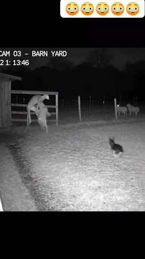 Ghost 👻👹👻 Stealing Goats 🐐😦🤢😭🤢😭 #horrorfan #scary | Futball time 90