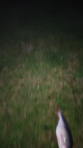 Weighing a Silver Fish with a Portable Digital Scale