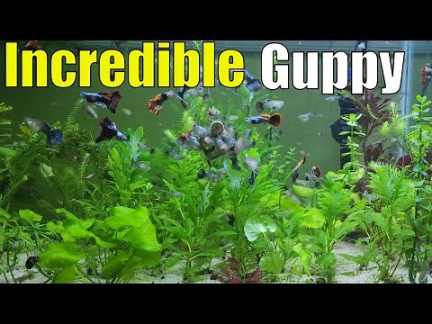Most Beautiful Guppy In The World! The Red Mosaic Dragon Guppy