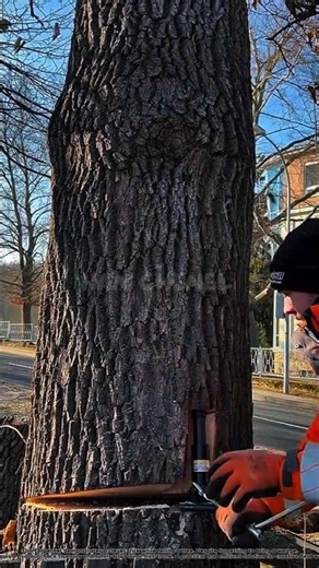 This carpenter shows off a clever trick while felling a tree.