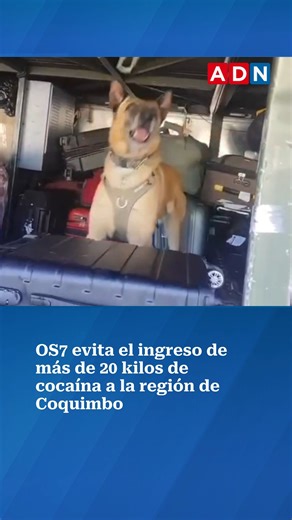 | 📌 Una fiscalización en carretera del OS7 apoyada por Franco, el perro antidrogas, evitó el ingreso de más de 20 kilos de cocaína a la región de Coquimbo. El decomiso fue específicamente en la ruta 5 norte, donde se interceptó a un bus interprovincial proveniente del norte de país. Tras el hallazgo, se detuvo a dos sujetos chilenos de 24 y 26 años respectivamente, quienes pasaron a control de detención este martes. 📲 Revisa más detalles en el link de la bio y ADN.CL. | ADN