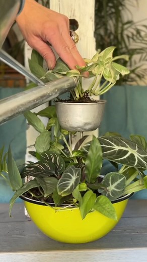 Use what you have! PLANTERINA! #indoorplants #plants #planter #diy #planterina #satisfying #plantcare #fbreels #reels | Planterina