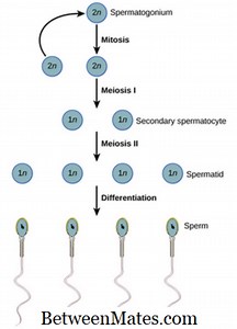 Perbezaan Antara Spermatogenesis dan Oogenesis | Spermatogenesis vs Oogenesis - Sains & Alam 2026