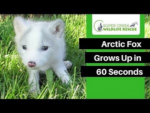 Watch this Arctic Fox Grow Up in 60 Seconds | Animal Growth Time Lapse