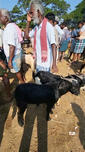 బుడుమీరు సంత మేకలు