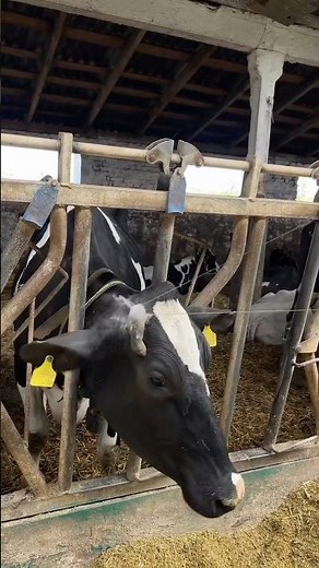 Dehorning|Horn cutting|cow Horn |Manual removing of Cow horns #hornshow #hoeing #mulcher #multihog