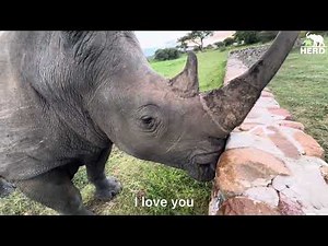 Rewilded Rhino Orphan, Gertjie Shares A Moment with the Woman Who Cared for Him — Adine 💓