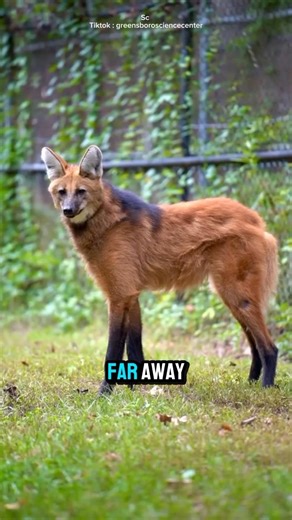 This animal is very rare