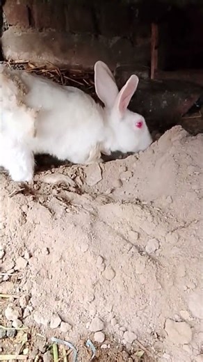 beautiful 🐇 rabbits vlog