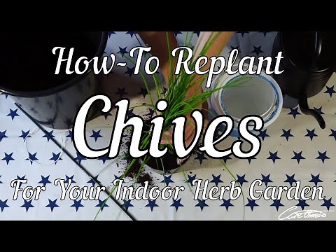 How To Replant Store Bought Chives For Your Indoor Herb Garden [Step-by-Step Guide]