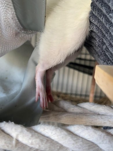 Exploring the Charm of Fancy Rats as Pets