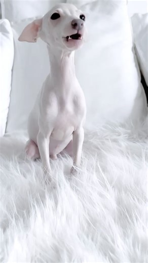 Altamiruas Kennel – Mini Italian Greyhound | Little iggy who loves to talk 😂 He is truly a unique baby. #iggylife #fashiondog #puppiesoﬁnstagram #puppylifestyle | Instagram