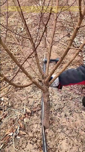 Trimming for Growth: How Pruning Shapes the Future of Fruit Trees