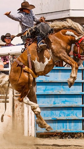 143K views · 10K reactions | “The horses bucked harder back in my...