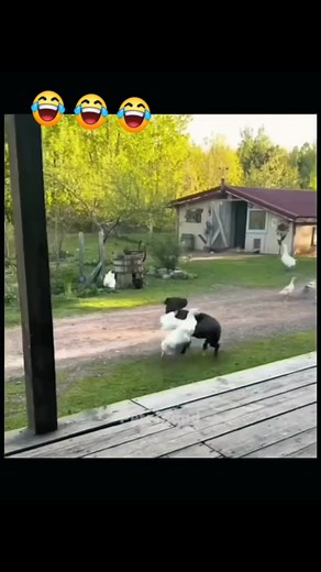 #funny | Sabine Johnson