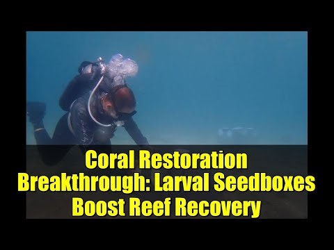 Coral Restoration Breakthrough: Larval Seedboxes Boost Reef Recovery