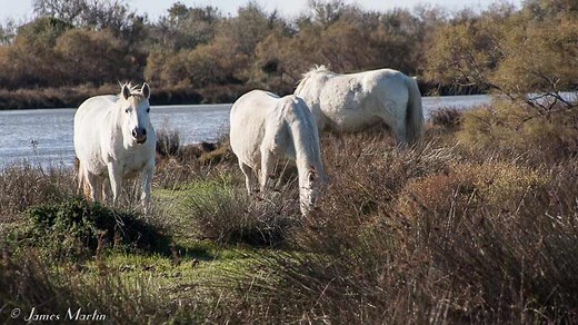 Map and travel information for the cities and wildlife of the Camargue in Provence
