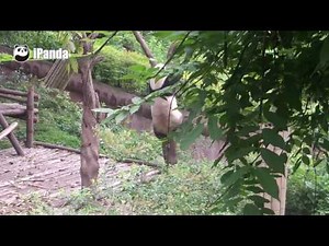 Never thought you are such a hilarious panda.