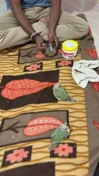 How to hand feed baby