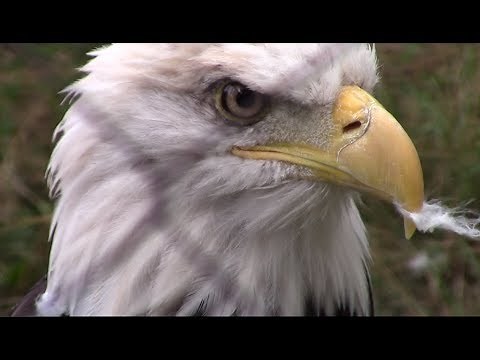 American Bald Eagle (extreme close ups, sounds in stunning HD!)