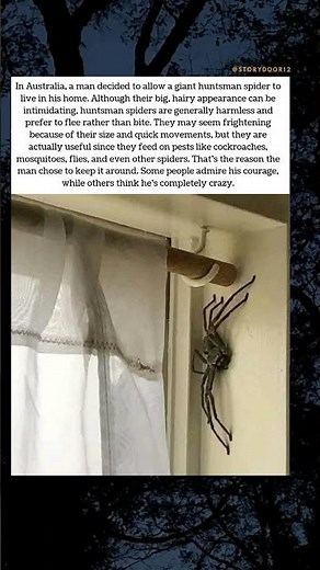 Man Shares His Home With a Giant Huntsman Spider