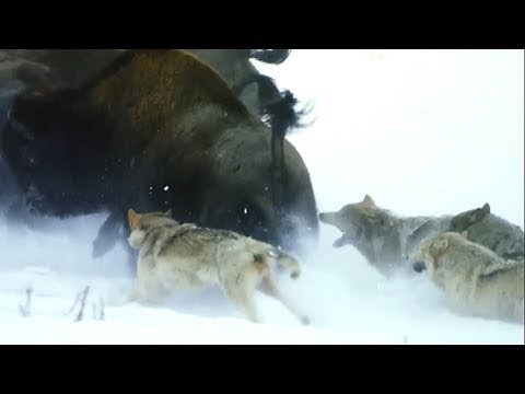 ¿Cómo cazan los lobos MÁS GRANDES del mundo? Lobo negro de Alaska, la peor pesadilla para el bisonte