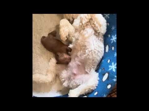 The first 3 weeks of a Schnoodles life