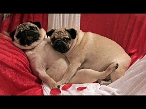 Funniest and Cutest Pug Dog Videos Compilation 2020 - Cutest Puppy #9