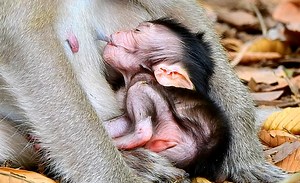 Most pity newborn baby real skinny young mother didn't enough milk | Monkey Mister