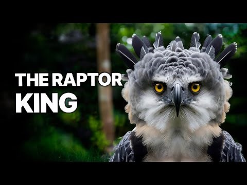 Birds Of Prey | Apex Predators