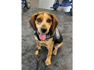 Man Admits Kicking Customs Dog That Found Prohibited Items In Baggage