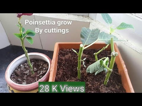 How to grow poinsettia by cuttings | multiply poinsettia | poinsettia propagation | poinsettia