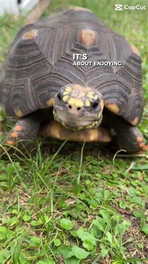 Meet The World's Most Opinionated Tortoise