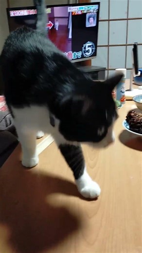 夕飯を物色するハチワレ猫♥#チュール大好き #保護猫 #三毛猫 #ハチワレ猫 #ねこのしっぽ #猫好きさんと繋がりたい #cat #子猫物語#cat #猫のいる生活