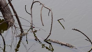 Young Siamese Crocodile in nature at Bueng Boraphet Non-hunting Area, Nakhon Sawan Province, Thailand.
