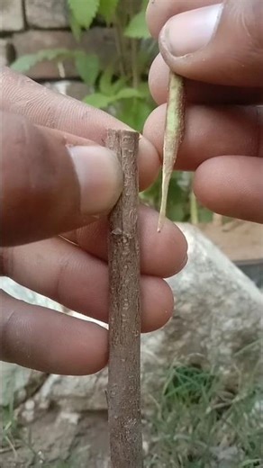 EASY Grafting Techniques For Successful Results At Home With Simple Ideas