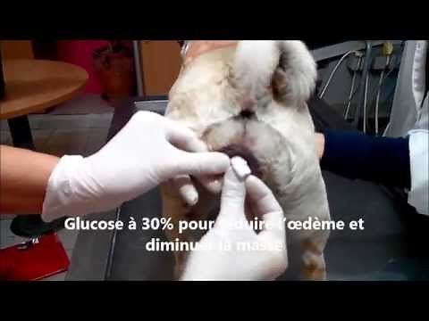 Prolapsus vaginal chez la chienne