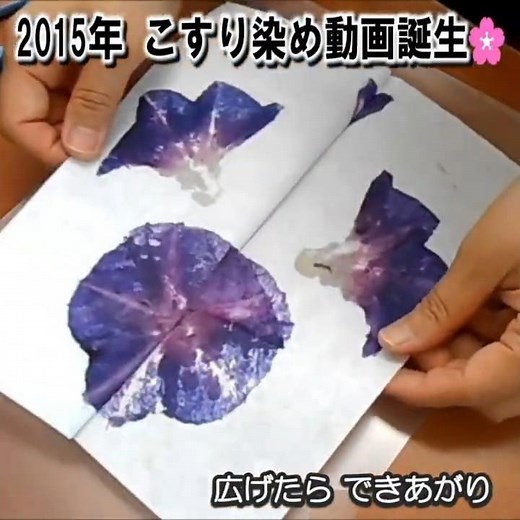 【発明は教室から】朝顔のこすり染め誕生物語🌸 #小学校 #あさがお #生活科