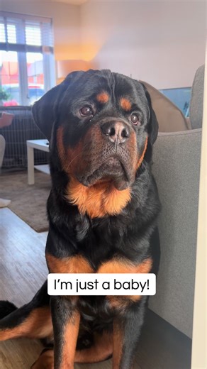 Adorable Baby Rottweiler with Puppy Eyes