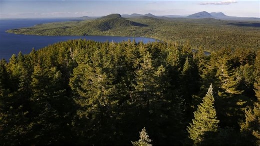 How does Maine's forest carbon credit market work?