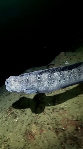 Gliding gracefully through the depths, the wolf eel is one of BC’s most fascinating underwater residents. Despite its name, it isn’t a true eel but a fish — its pectoral fins are a clear giveaway. Wolf eels can often be found along the rocky reefs and kelp-covered pinnacles of BC’s coast, from the Strait of Georgia to Haida Gwaii. They prefer the cold, dark waters where they can tuck themselves into crevices and rocky dens, sometimes sharing these spaces with a lifelong mate. The males, like the
