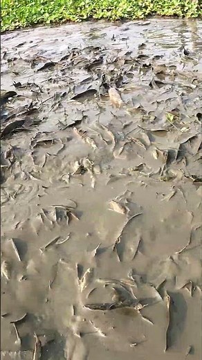 Best traditional dry season fishing video #fish #fishingvideo #fishing