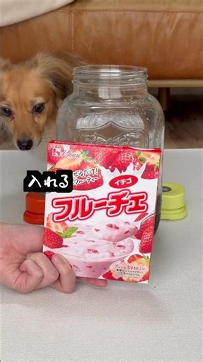 愛犬に材料選ばせて特製ドリンク使ってみた！2日かけてちゃんと飲みます。