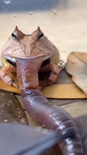 212 reactions · 20 shares | Guess why do they call them "pacman...