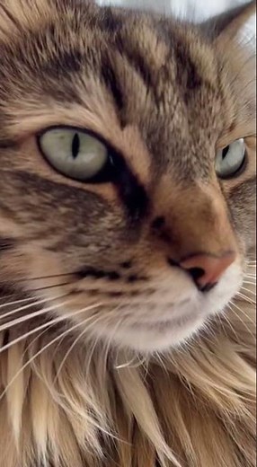 ASMR Cat Purring 😻 | Relaxing Purr Sounds for Sleep and Calm