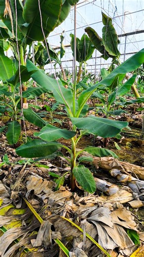 12 reactions | COMMODORE ELITE Suites & Spa on Reels | Facebook